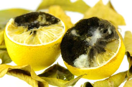 Rotting lemon fruit with black mold and white mold.の写真素材