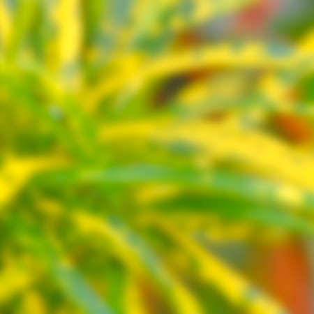 Blurred background of natural green and yellow leaves.の写真素材