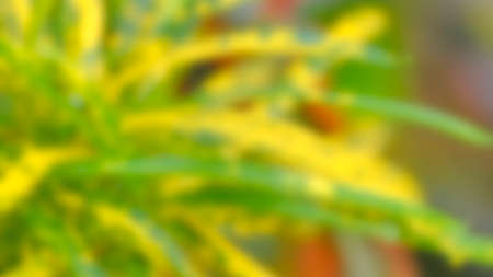 Blurred background of natural green and yellow leaves.の写真素材