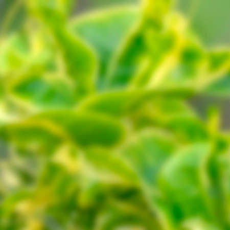 Blurred background of natural green and yellow leaves.の写真素材