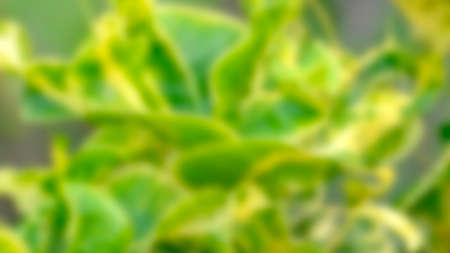 Blurred background of natural green and yellow leaves.の写真素材