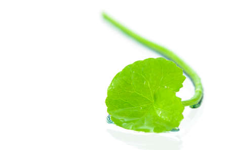 Gotu Kola or Centella asiatica is commonly used in Traditional Chinese and Ayurvedic medicine whicho decrease inflammation and  blood pressure in veins and also increase collagen production in skin.の写真素材