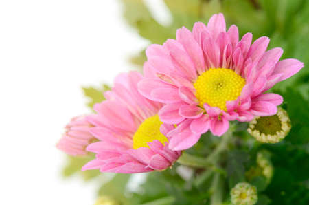 Spray Type of Pink Chrysanthemum (Dendranthemum grandifflora) in closed-up.の写真素材