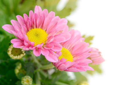 Spray Type of Pink Chrysanthemum (Dendranthemum grandifflora) in closed-up.の写真素材