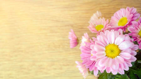 Spray Type of Pink Chrysanthemum (Dendranthemum grandifflora) in closed-up.の写真素材
