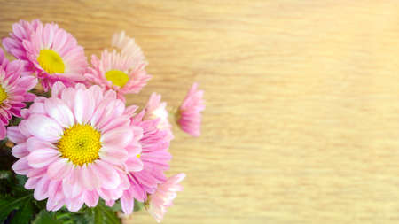 Spray Type of Pink Chrysanthemum (Dendranthemum grandifflora) in closed-up.の写真素材