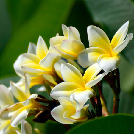 White and yellow Plumeria spp. (frangipani flowers, Frangipani, Pagoda tree or Temple tree) on soft natural green background.の写真素材