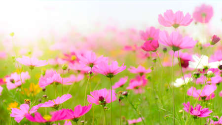 Cosmos field in soft light tone.の写真素材