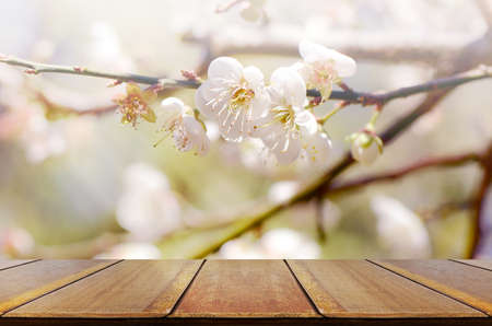 Pcnic Background with cherry blossom.の写真素材