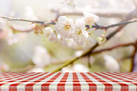 Pcnic Background with cherry blossom.の写真素材