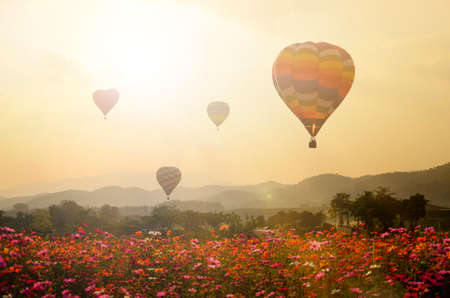 Sunset with flying Balloons over cosmos flowers field wth mountain background.の写真素材
