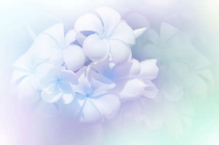 Plumeria spp. (frangipani flowers, Frangipani, Pagoda tree or Temple tree) in red on black background.の写真素材