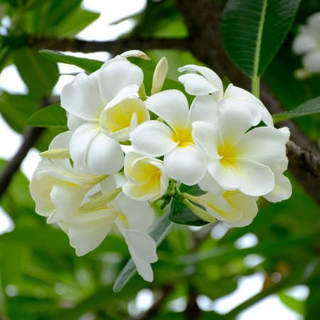 White and yellow Plumeria spp. (frangipani flowers, Frangipani, Pagoda tree or Temple tree) on soft natural green background.の写真素材