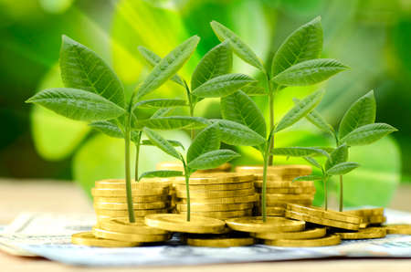 Gold coin and money with green environmental background.の写真素材