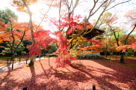 Autumn garden at Kinkakuji temple Kyoto, Japan.