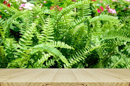 Perspective wood window display with Green garden background. Green garden background of Fishbone Fern or Sword Fern (Nephrolepis cordifolia (L.) Presl.)の写真素材