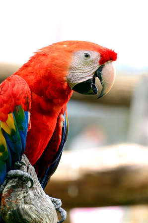 Scarlet Macaw (Ara macao).