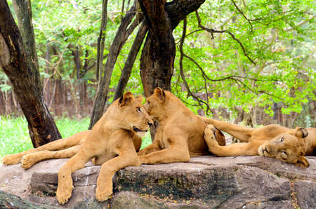 Group of female lion (Panthera leo) in safari.の写真素材