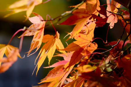Maple Tree Garden in Autumn. Red Maple leaves in Autumn.