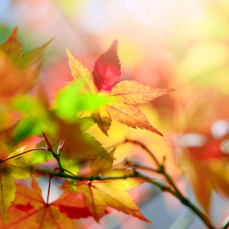 Maple Tree Garden in Autumn. Red Maple leaves in Autumn.の写真素材