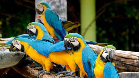 Blue and Gold Macaw (Ara ararauna).の写真素材
