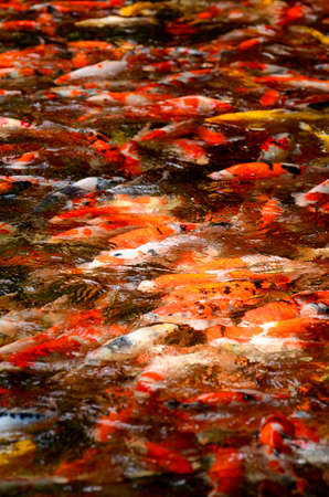 Fancy carp pondの写真素材