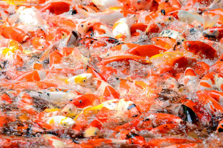 Fancy carp pondの写真素材