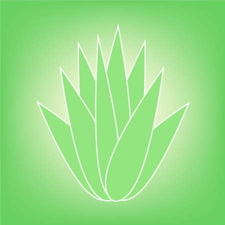 Aloe Vera Plant a very useful herbal medicine for skin care and hair care.のイラスト素材