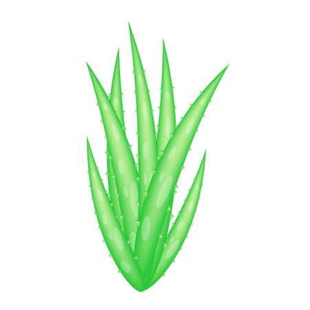 Aloe Vera (Aloe barbadensis Mill.,Star cactus, Aloe, Aloin, Jafferabad or Barbados) a very useful herbal medicine for skin care and hair care.の写真素材