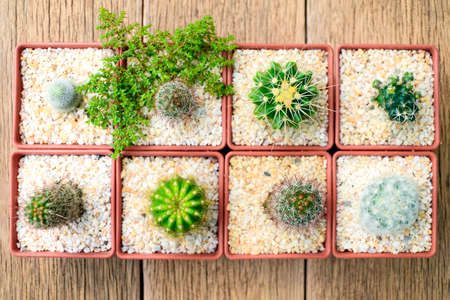 Top view of cactus pot on old wood background.の写真素材