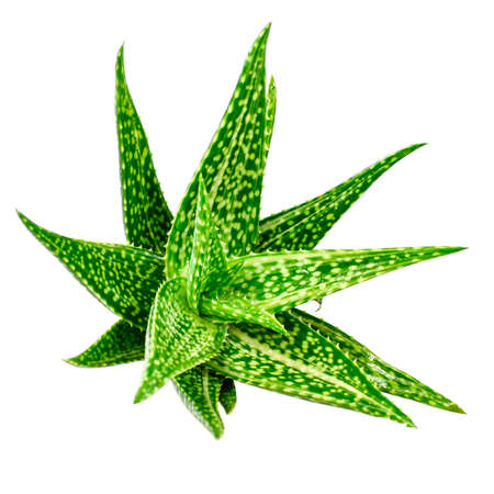 Aloe Vera isolated on white background with clipping path.の写真素材