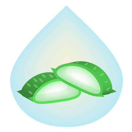 Slice Aloe Vera (Aloe barbadensis Mill.,Star cactus, Aloe, Aloin, Jafferabad or Barbados) a very useful herbal medicine for skin care and hair care.のイラスト素材