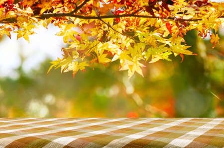Picnic table with Jananese maple tree garden in autumn.
