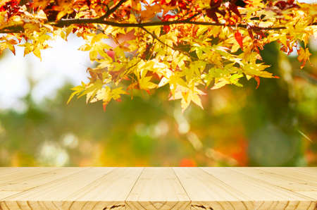 Perspective wood counter with Jananese maple tree garden in autumn.の写真素材