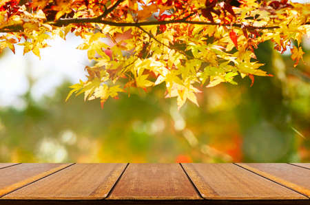 Perspective wood counter with Jananese maple tree garden in autumn.