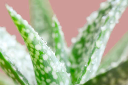 Aloe Vera leaves with water drops on pink background.の写真素材