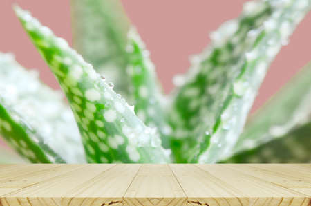 Aloe Vera leaves with water drops on pink background and Wood Table.の写真素材