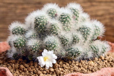 White cactus flower of Pseudomammillaria kraehenbuehlii Krainz or Mammillaria kraehenbuehlii on dark background.の写真素材