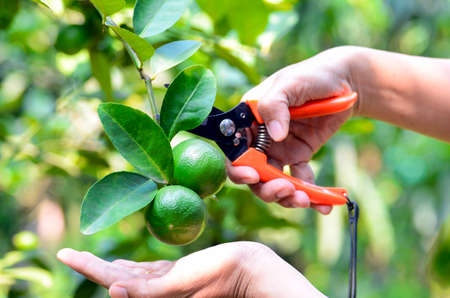 Hand with scissor havested lime in organic orchard.の写真素材