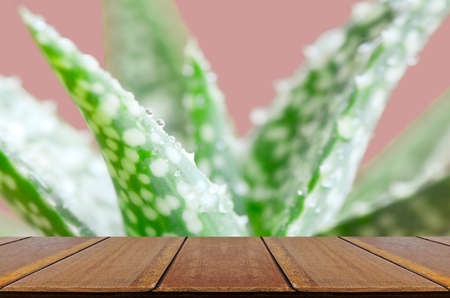 Aloe Vera leaves with water drops on pink background and Wood Table.の写真素材