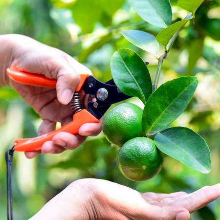 Hand with scissor havested lime in organic orchard.の写真素材