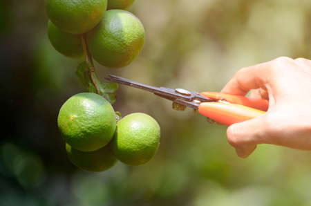 Hand with scissor havested lime in organic orchard.の写真素材