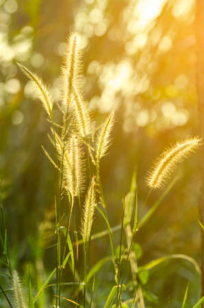 Knotroot foxtail weed in evening light.の写真素材