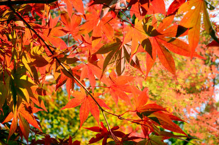 Early in Autumn with red Japanese maple leaves background.の写真素材
