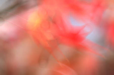 Blurred autumn leaves background. Blurred nature background.