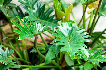Monstera deliciosa growing in the garden as pot plants.