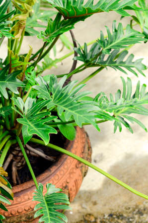 Monstera deliciosa growing in the garden as pot plants.の写真素材