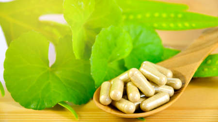 Gotu Kola fresh leaves and dried powder in hard gelatin capsules.の写真素材