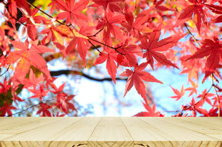 Perspective wood counter with Japanese maple tree garden in autumn.の写真素材