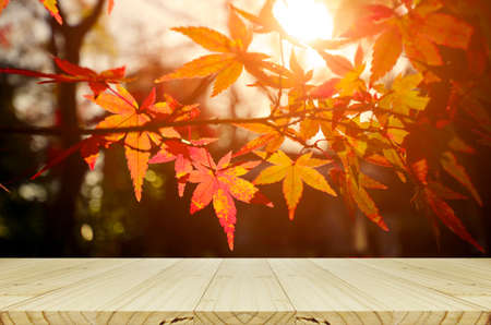 Perspective wood counter with Japanese maple tree garden in autumn.の写真素材